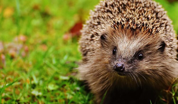 Nie zabieraj zwierząt z lasu!