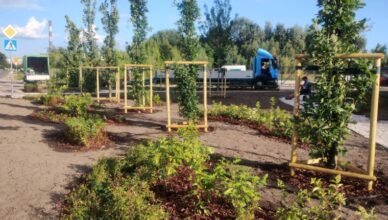 Ząbki - nowy zielony skwer przy ul. Skowronka coraz piękniejszy