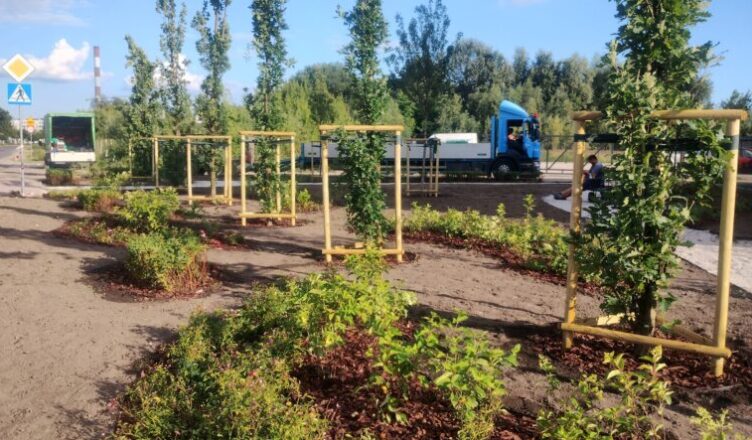 Ząbki - nowy zielony skwer przy ul. Skowronka coraz piękniejszy