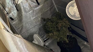 W jednym z pomieszczeń gospodarczych uprawiał marihuanę