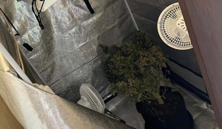W jednym z pomieszczeń gospodarczych uprawiał marihuanę