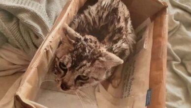 Psa wyrzucił przez okno, kota zamknął w nagrzanym piekarniku