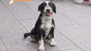 Jadów - zagubiony piesek w Iłach: kim jest i kto go szuka?