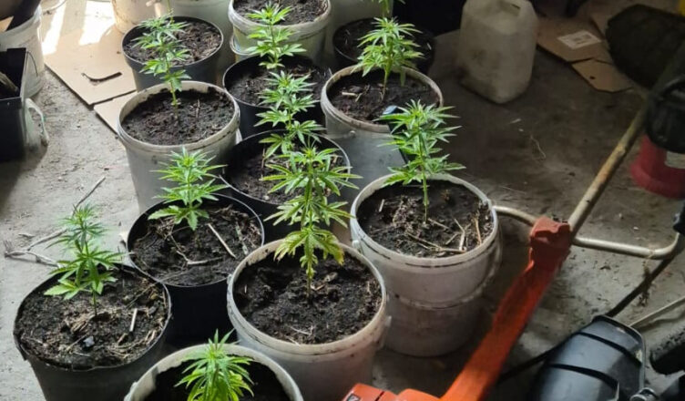 Zlikwidowana nielegalna uprawa