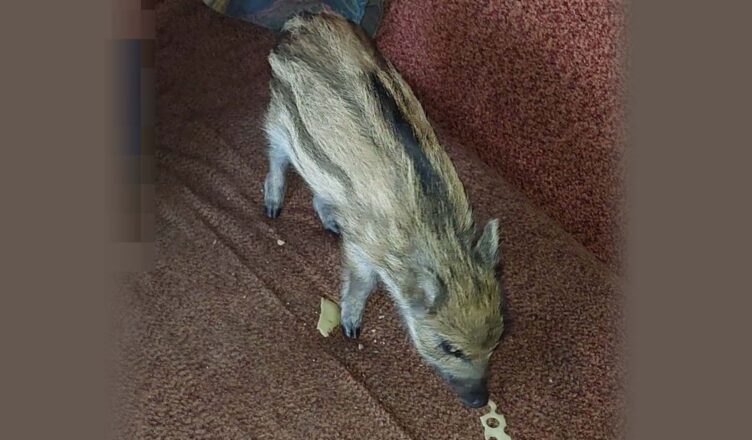 „W mieszkaniu jest dzik!” - nietypowa interwencja dzielnicowych