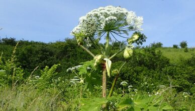 Roślina, która nie wybacza: barszcz Sosnowskiego - zagrożenie na polskich łąkach