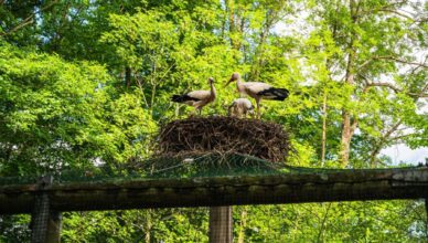 Europejski Spis Gniazd Bociana Białego