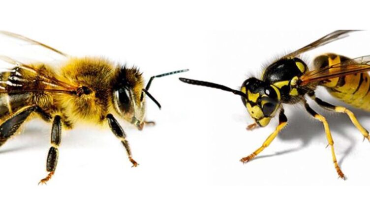 Usuwanie owadów błonkoskrzydłych