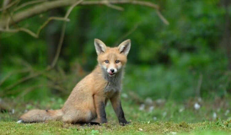 Szczepienie lisów wolno żyjących przeciwko wściekliźnie