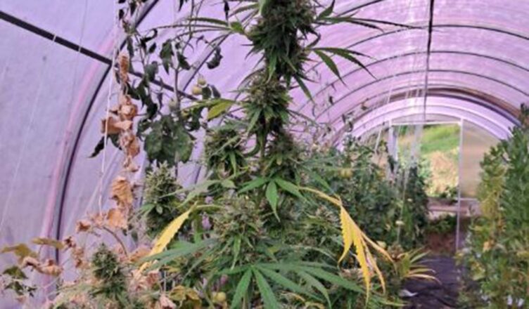 W foliowym tunelu pomiędzy pomidorami uprawiał konopie