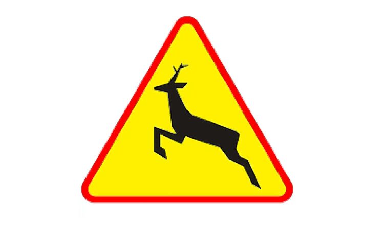 Kolejne zderzenie z łosiem. Uwaga na dzikie zwierzęta na drogach.