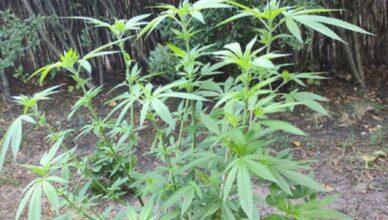 34-latka odpowie za posiadanie marihuany i uprawę ziela konopi