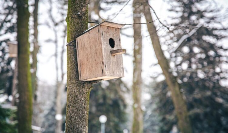 Co słychać u ptasich mieszkańców Kobyłki