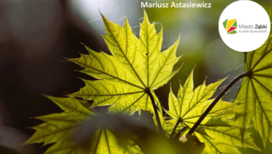 Ząbki - Klonowe bogactwo okolicy!