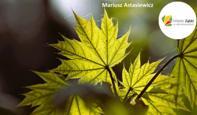 Ząbki - Klonowe bogactwo okolicy!