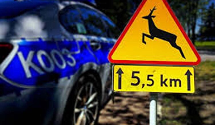 Uwaga na dzikie zwierzęta na drogach. Kolejne niebezpieczne zdarzenia z ich udziałem