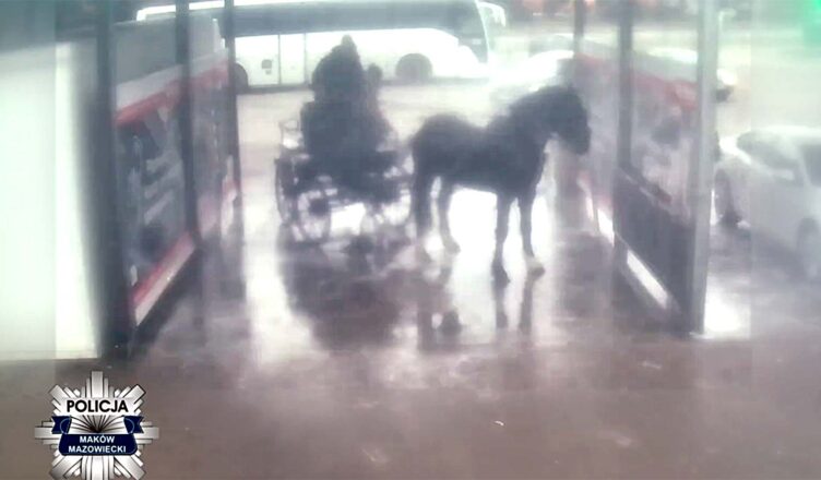 Policjanci wyjaśniają sprawę mycia konia na myjni