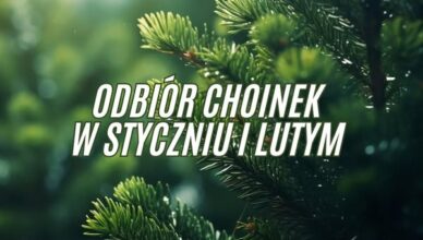 Kobyłka - odbiór poświątecznych choinek