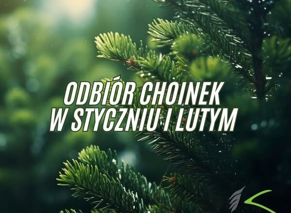 Kobyłka - odbiór poświątecznych choinek