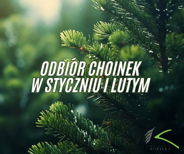Kobyłka - odbiór poświątecznych choinek