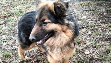 Daj tej suczce dom pełen miłości!