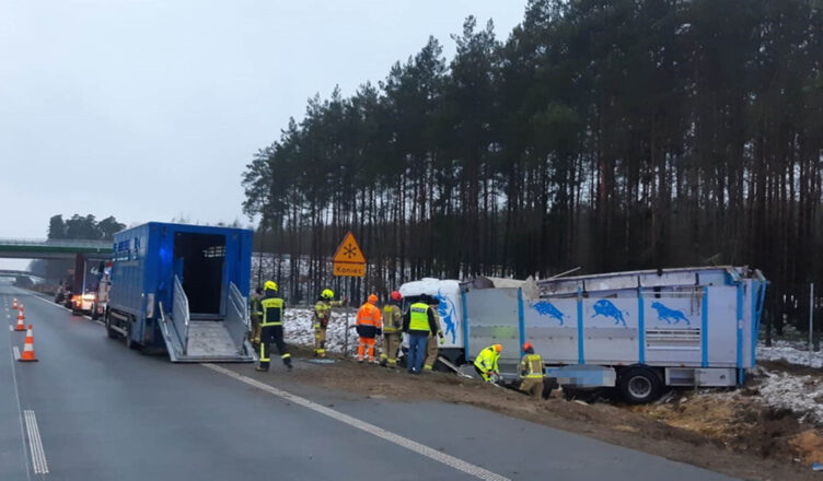 Ciężarówka z bydłem, wywróciła się na S8 [wideo]