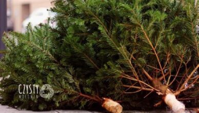 Wołomin - Odbiór choinek po świętach w 2025 roku