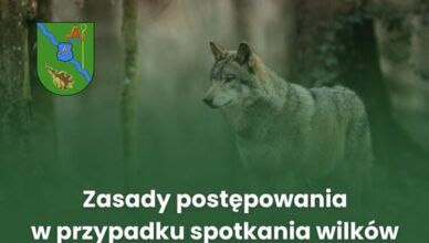 Zasady postępowania w przypadku obecności wilków w Gminie Dąbrówka