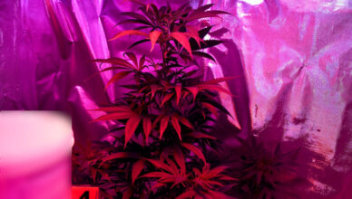 Czyste ferie 2025 - działania policjantów wymierzone w przestępczość narkotykową