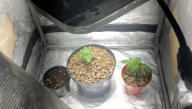 W pokoju stał namiot, a w nim konopie