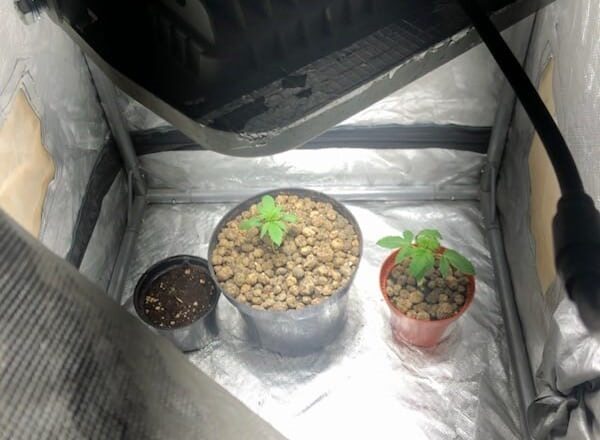 W pokoju stał namiot, a w nim konopie