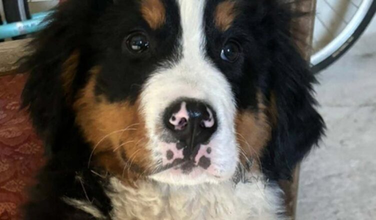 57-latek ukradł szczeniaka z posesji. Mężczyzna został zatrzymany, a pies wrócił do właściciela.