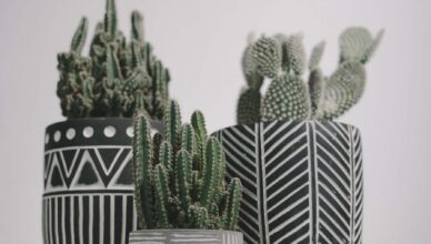 Wykorzystanie kaktusów w aranżacji wnętrz