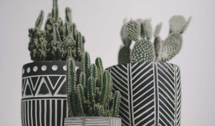 Wykorzystanie kaktusów w aranżacji wnętrz
