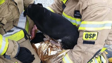 Wielkie serce strażaka – bohaterska akcja druha z OSP Kuligów