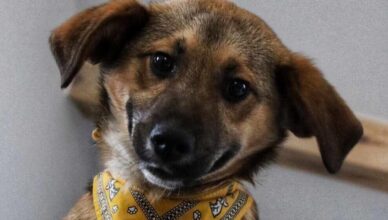 Staś – dżentelmen wśród szczeniaczków szuka domu!