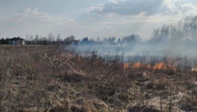 Pożar traw w Klembowie – skuteczna interwencja strażaków