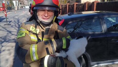 Nietypowa interwencja straży pożarnej w Zielonce – kot utknął na drzewie