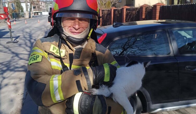 Nietypowa interwencja straży pożarnej w Zielonce – kot utknął na drzewie