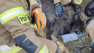Pożar w budynku mieszkalnym w Postoliskach – tlenoterapia dla psa