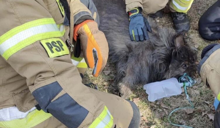 Pożar w budynku mieszkalnym w Postoliskach – tlenoterapia dla psa