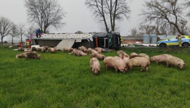 Zdarzenie drogowe z udziałem ciężarówki przewożącej trzodę chlewną