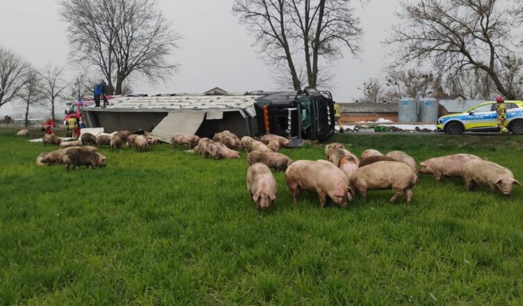 Zdarzenie drogowe z udziałem ciężarówki przewożącej trzodę chlewną