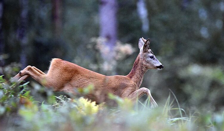Trzy zdarzenia drogowe z udziałem dzikich zwierząt