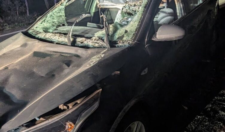 Uwaga na dzikie zwierzęta na drogach. Kolejne niebezpieczne zderzenie z łosiem