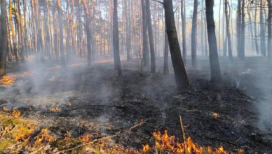 Pożar lasu w Nadmie – każda minuta miała znaczenie
