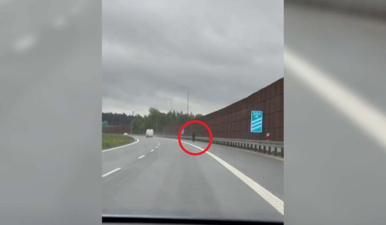Szedł na autobus.. drogą ekspresową
