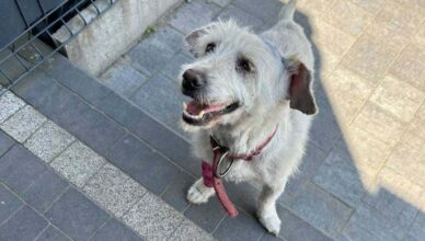 Przywiązał psa do drzewa. Znasz sprawcę?