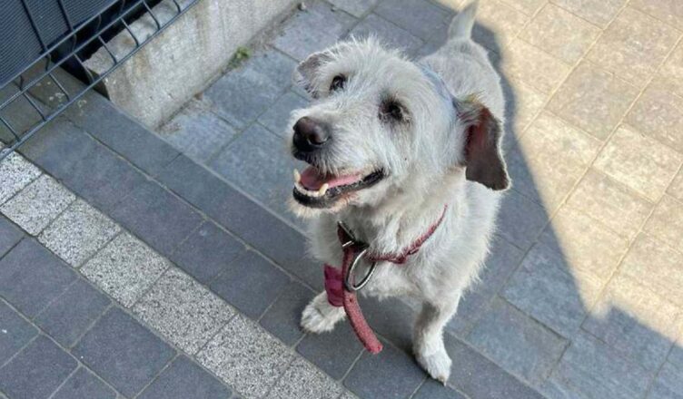 Przywiązał psa do drzewa. Znasz sprawcę?