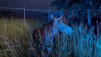 Zachowaj czujność - dzikie zwierzęta na drogach!